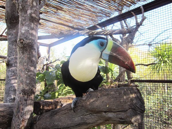 Tucan